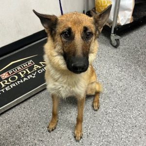 HACC-Stray-29318, Adult Female German Shepherd Dog