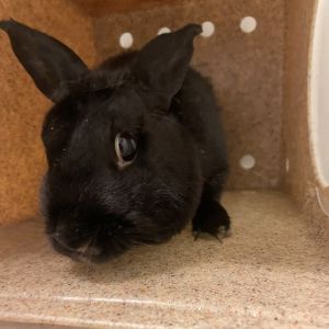 Moonie, Adult Female American
