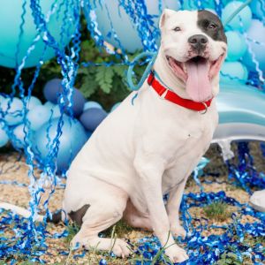 Logan, Senior Male Mixed Breed