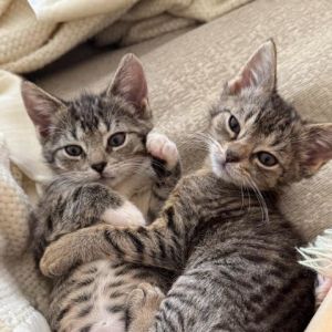 Mick, Baby Female Domestic Short Hair