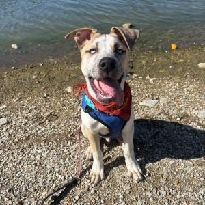 Beansie, Young Male Mixed Breed