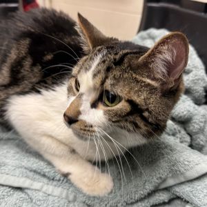 Bynx, Adult Male Domestic Medium Hair