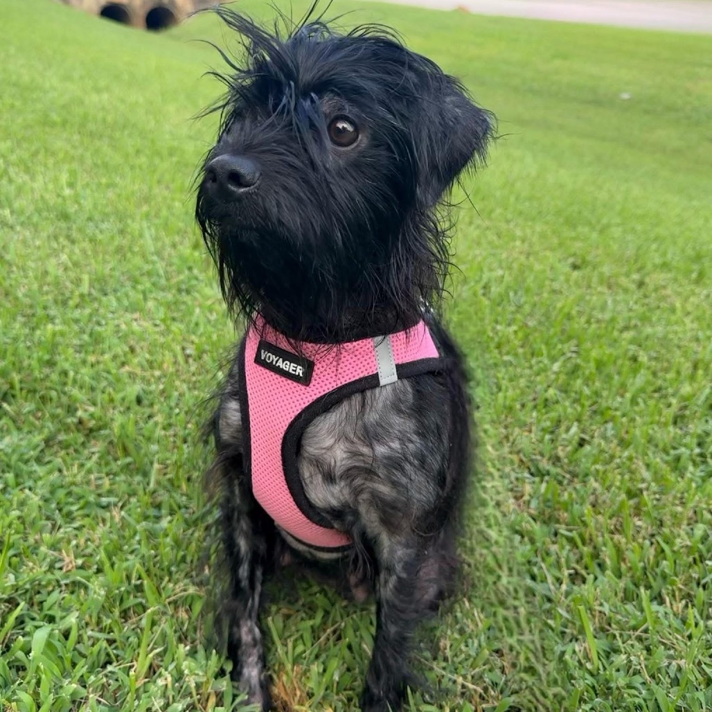 Hazel