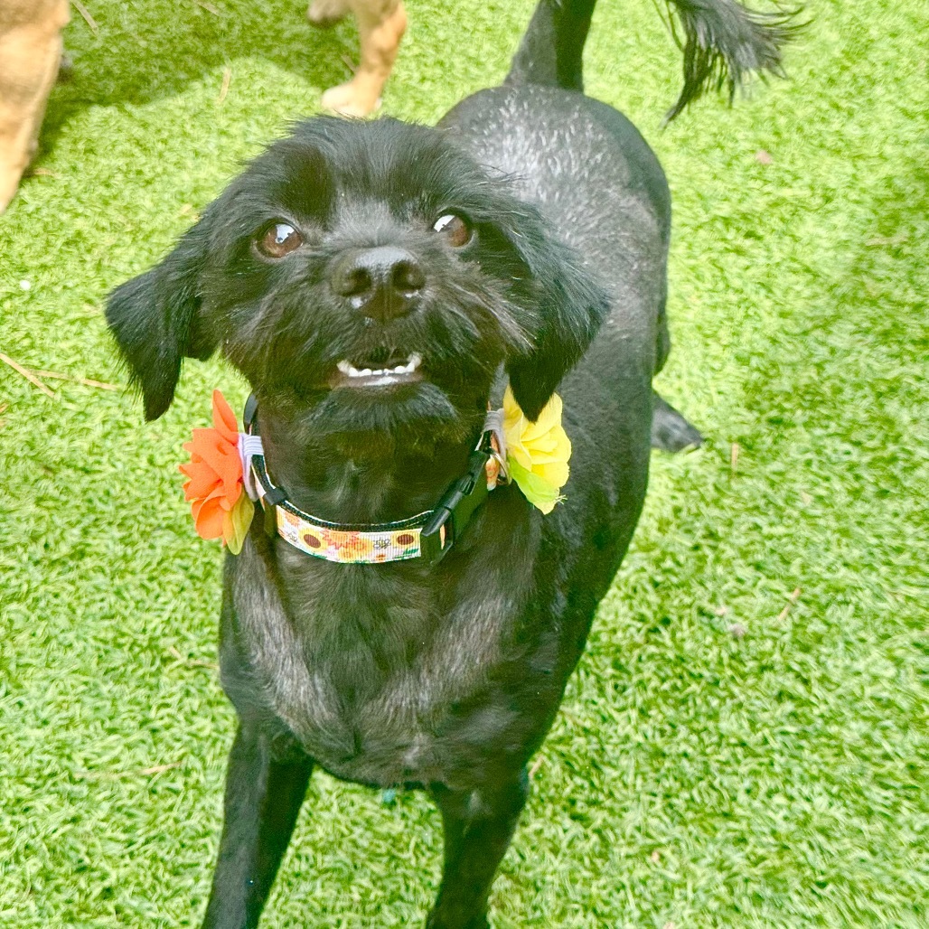 Hazel