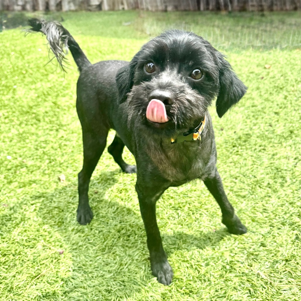 Hazel