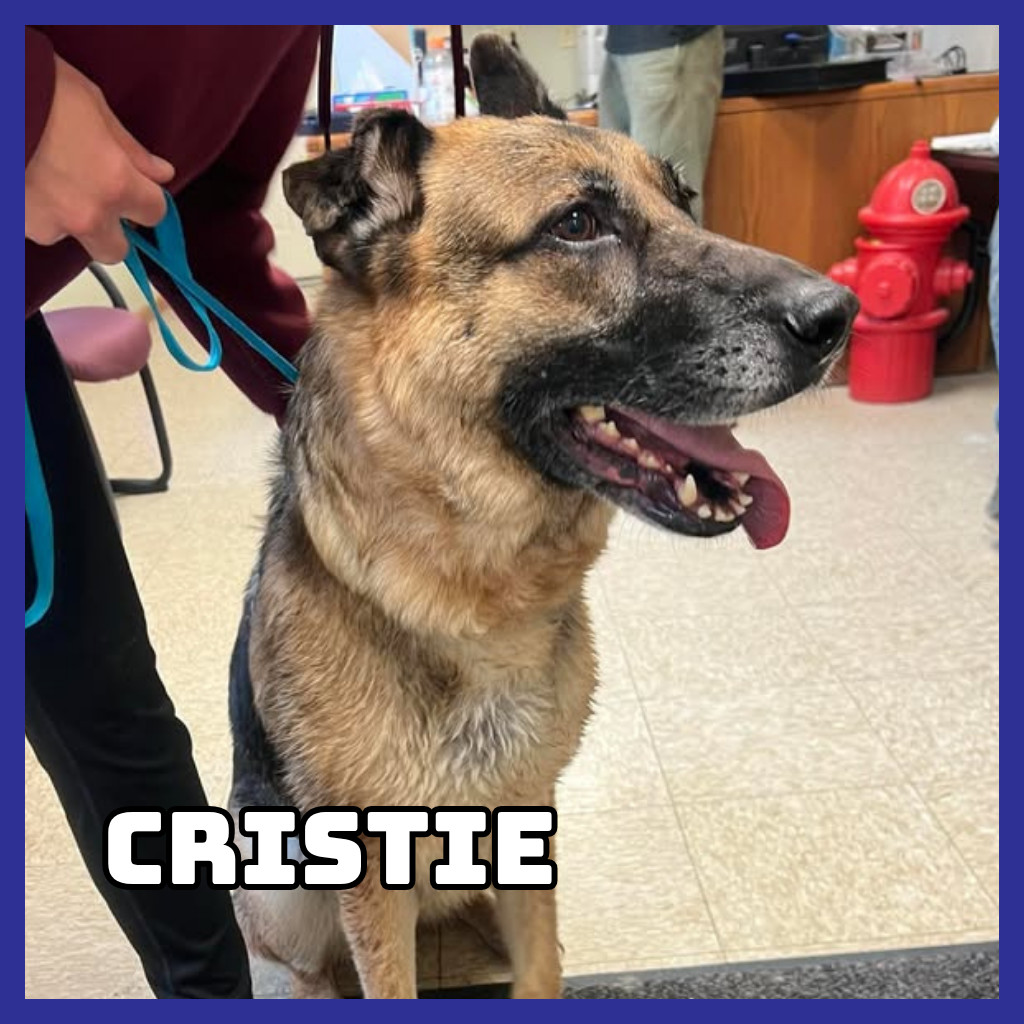 Cristie, an adoptable German Shepherd Dog in Glenwood, MN, 56334 | Photo Image 1