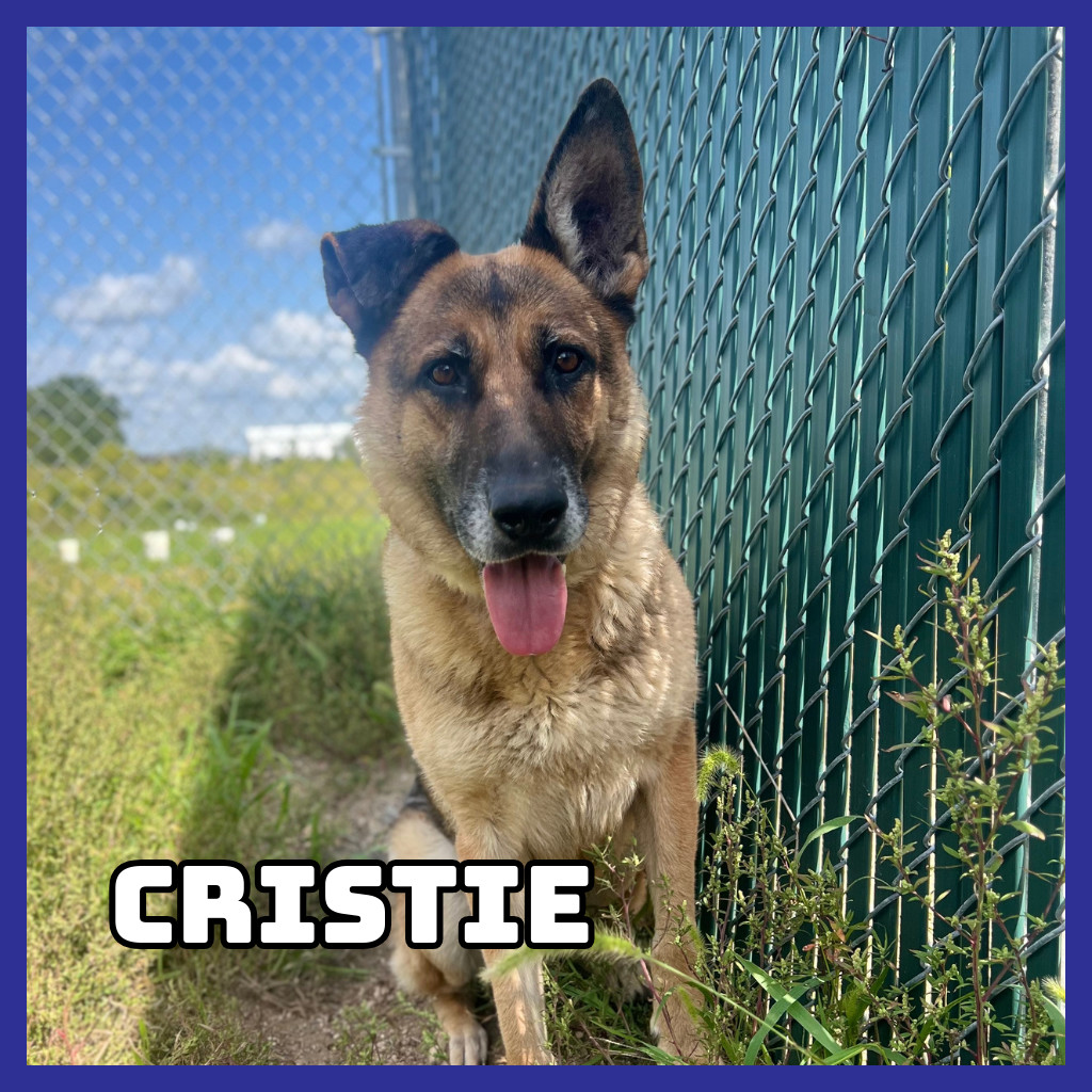 Cristie, an adoptable German Shepherd Dog in Glenwood, MN, 56334 | Photo Image 1