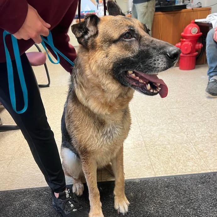 Cristie, an adoptable German Shepherd Dog in Glenwood, MN, 56334 | Photo Image 2