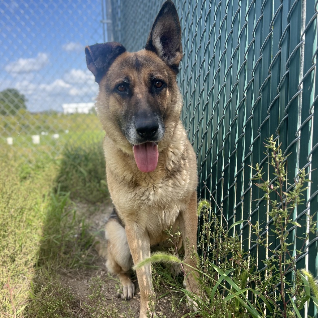 Cristie, an adoptable German Shepherd Dog in Glenwood, MN, 56334 | Photo Image 4