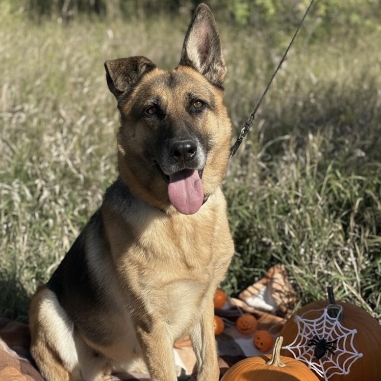 Cristie, an adoptable German Shepherd Dog in Glenwood, MN, 56334 | Photo Image 5