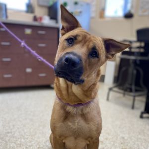Jubilee, Adult Female Mixed Breed