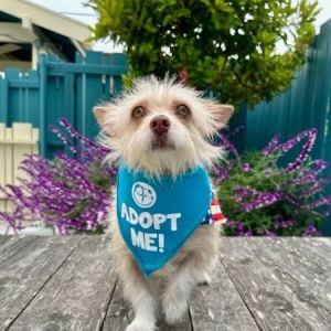 Sourdough, Adult Female Terrier