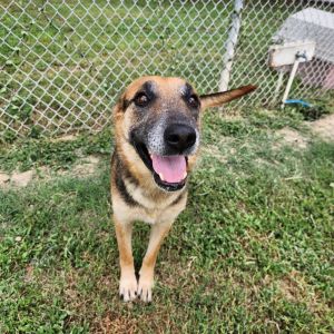 Kelly, Senior Female Shepherd