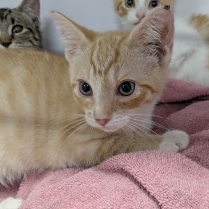 Dwayne- OKC, Baby Male Domestic Short Hair