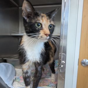 Paris, Adult Female Domestic Short Hair