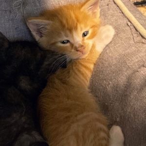 Henry, Baby Male Domestic Short Hair