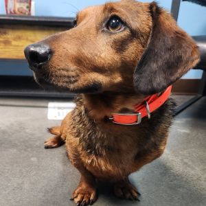 Abel, Adult Male Dachshund