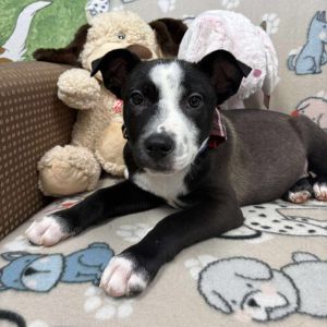 Henry, Baby Male Mixed Breed