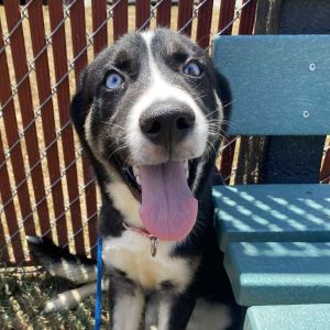 Jamaica, Baby Male Husky