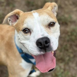 Shiloh, Adult Male Pit Bull Terrier