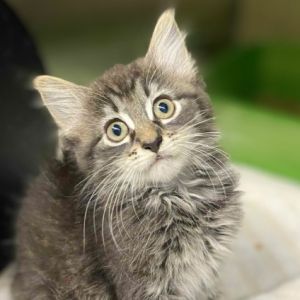 Flounder, Baby Male Domestic Long Hair