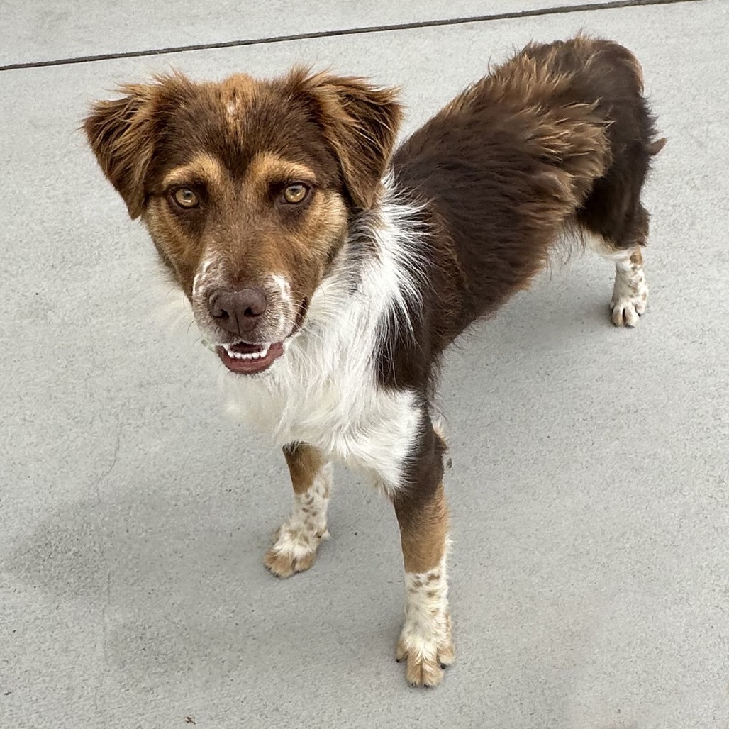 Darry, an adoptable Cattle Dog in Hailey, ID, 83333 | Photo Image 3