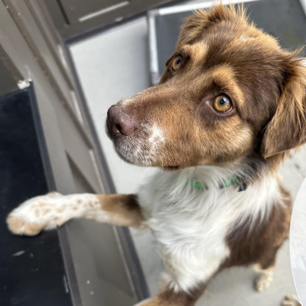 Darry, an adoptable Cattle Dog in Hailey, ID, 83333 | Photo Image 4