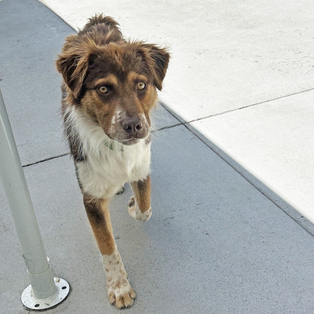 Darry, an adoptable Cattle Dog in Hailey, ID, 83333 | Photo Image 5