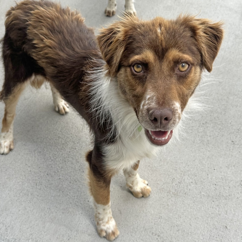 Darry, an adoptable Cattle Dog in Hailey, ID, 83333 | Photo Image 6