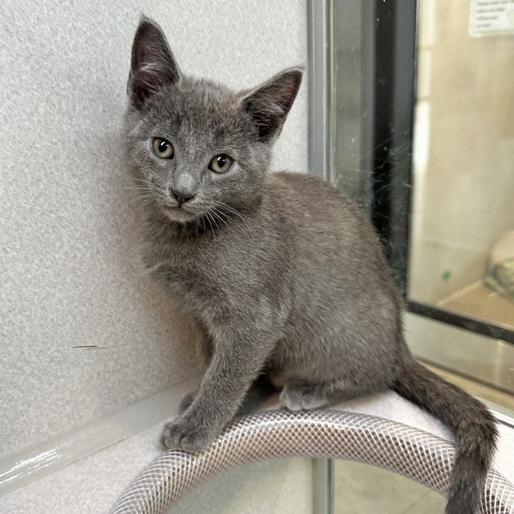 Baby Yoda, an adoptable Domestic Short Hair in Hailey, ID, 83333 | Photo Image 1