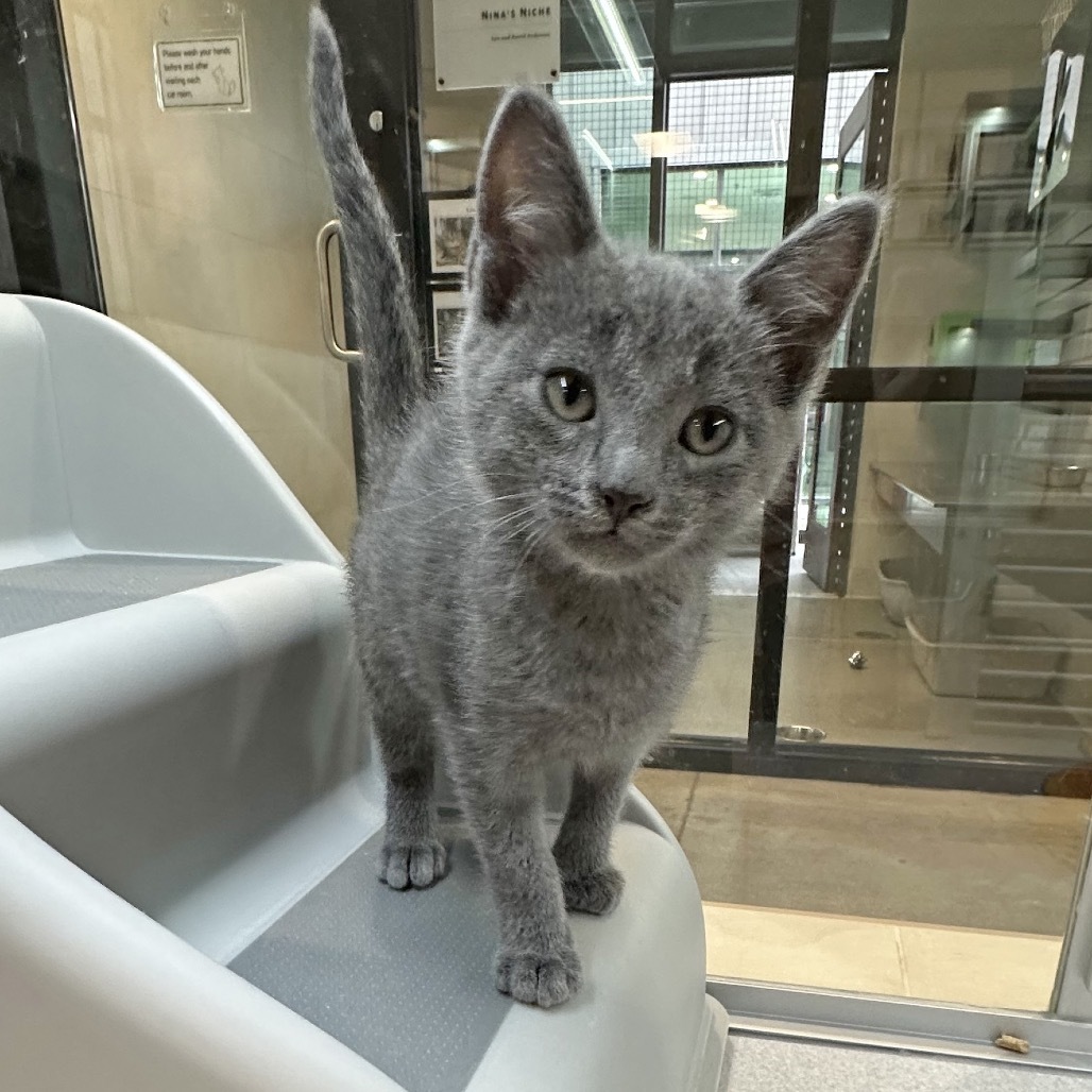 Baby Yoda, an adoptable Domestic Short Hair in Hailey, ID, 83333 | Photo Image 2
