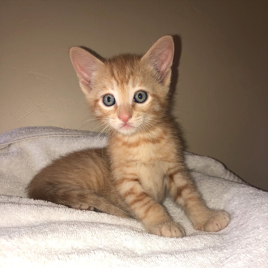 Rylan, an adoptable Domestic Short Hair in Hailey, ID, 83333 | Photo Image 1
