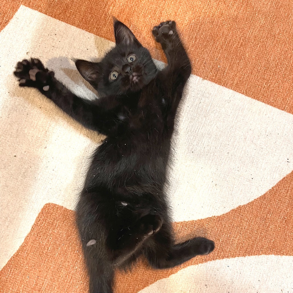 Inky, an adoptable Domestic Short Hair in Hailey, ID, 83333 | Photo Image 2