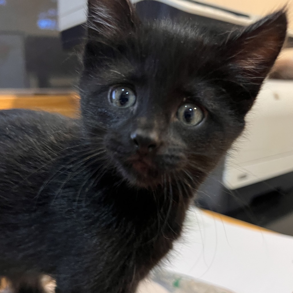 Inky, an adoptable Domestic Short Hair in Hailey, ID, 83333 | Photo Image 3
