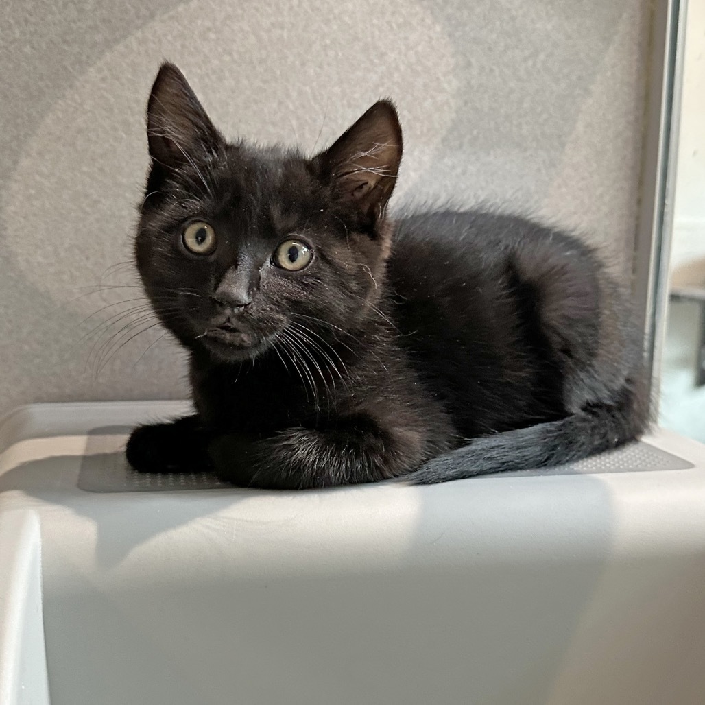 Harry Potter, an adoptable Domestic Short Hair in Hailey, ID, 83333 | Photo Image 1