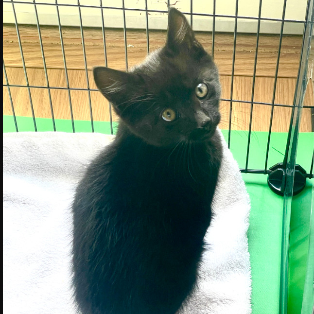 Harry Potter, an adoptable Domestic Short Hair in Hailey, ID, 83333 | Photo Image 2