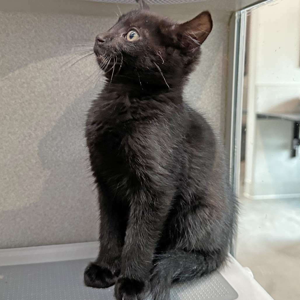 Harry Potter, an adoptable Domestic Short Hair in Hailey, ID, 83333 | Photo Image 3