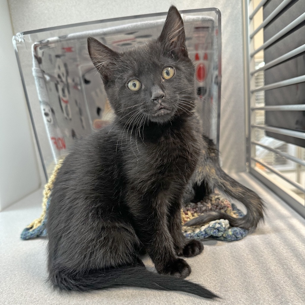 Harry Potter, an adoptable Domestic Short Hair in Hailey, ID, 83333 | Photo Image 4