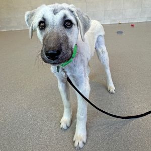 Bambi, Baby Female Mixed Breed