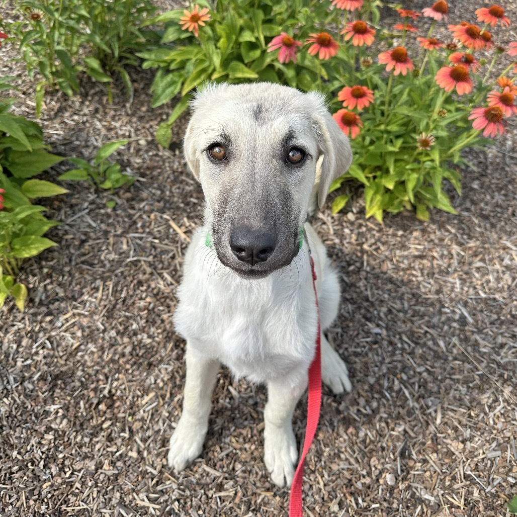 Bambi, an adoptable Mixed Breed in Hailey, ID, 83333 | Photo Image 1