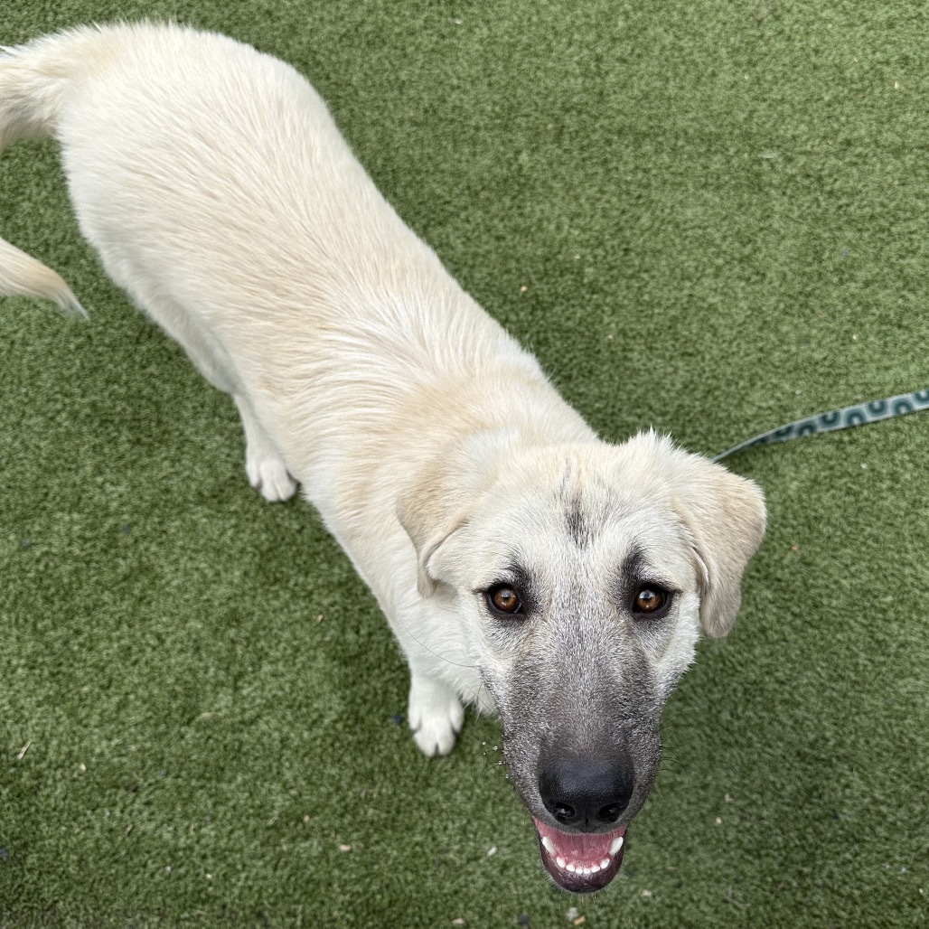 Bambi, an adoptable Mixed Breed in Hailey, ID, 83333 | Photo Image 1