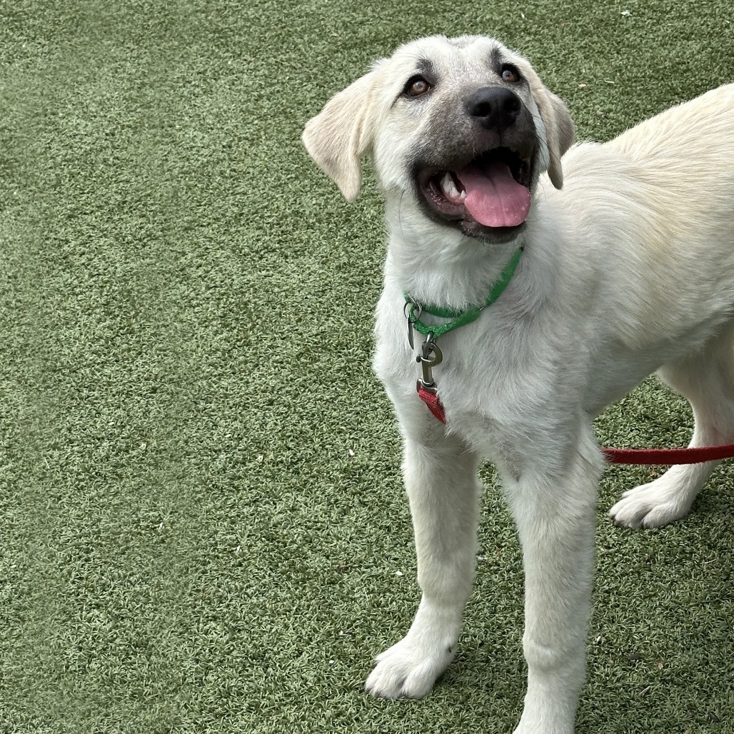 Bambi, an adoptable Mixed Breed in Hailey, ID, 83333 | Photo Image 1