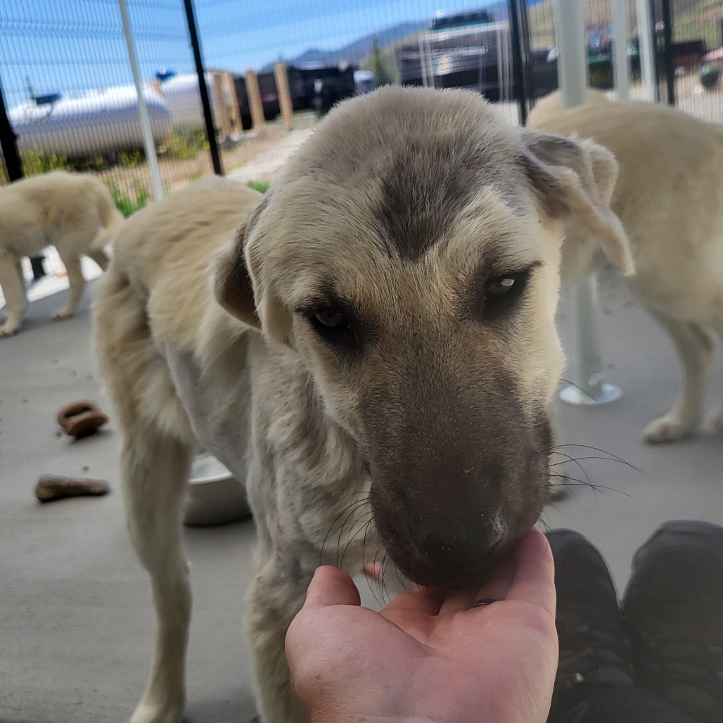 Bambi, an adoptable Mixed Breed in Hailey, ID, 83333 | Photo Image 2