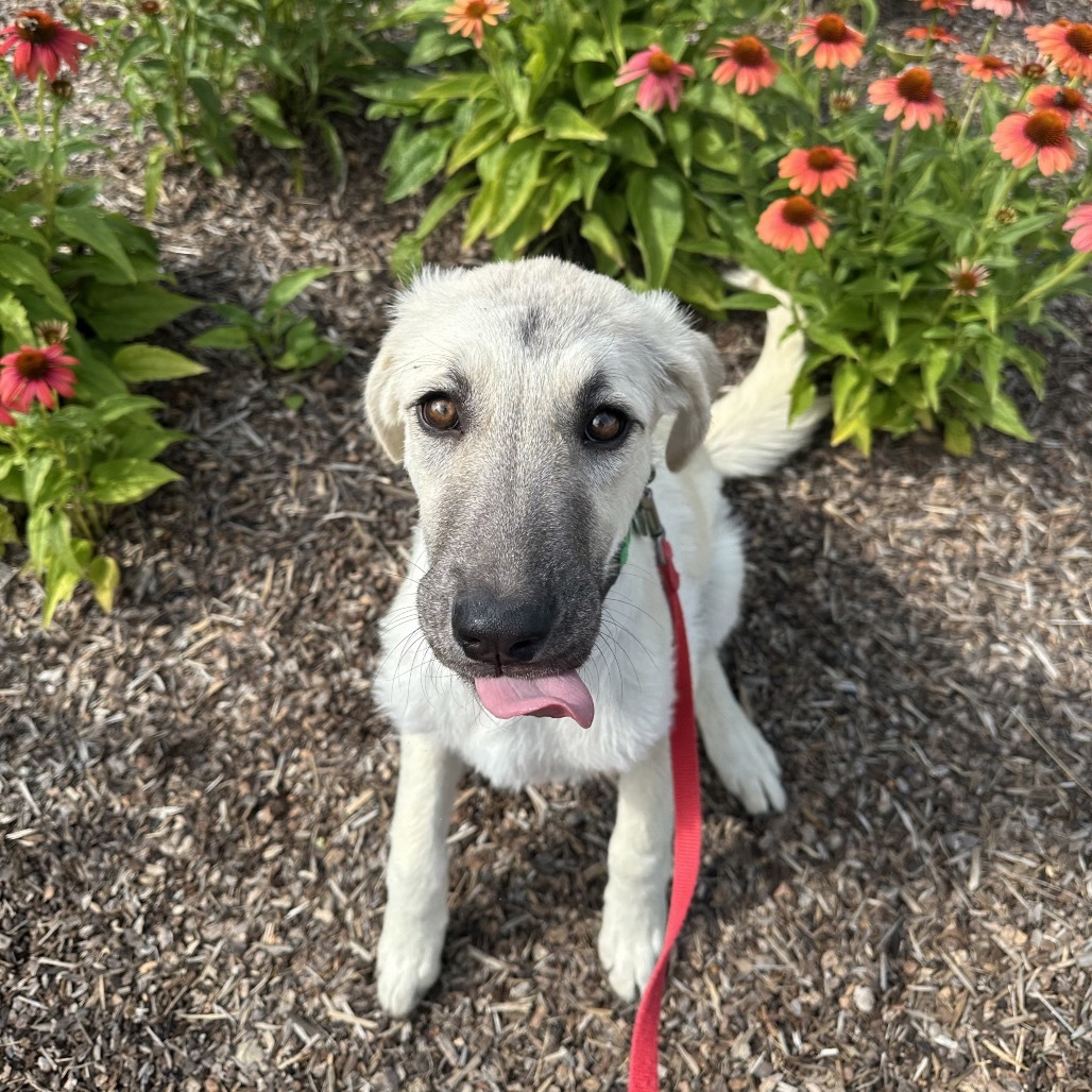 Bambi, an adoptable Mixed Breed in Hailey, ID, 83333 | Photo Image 2
