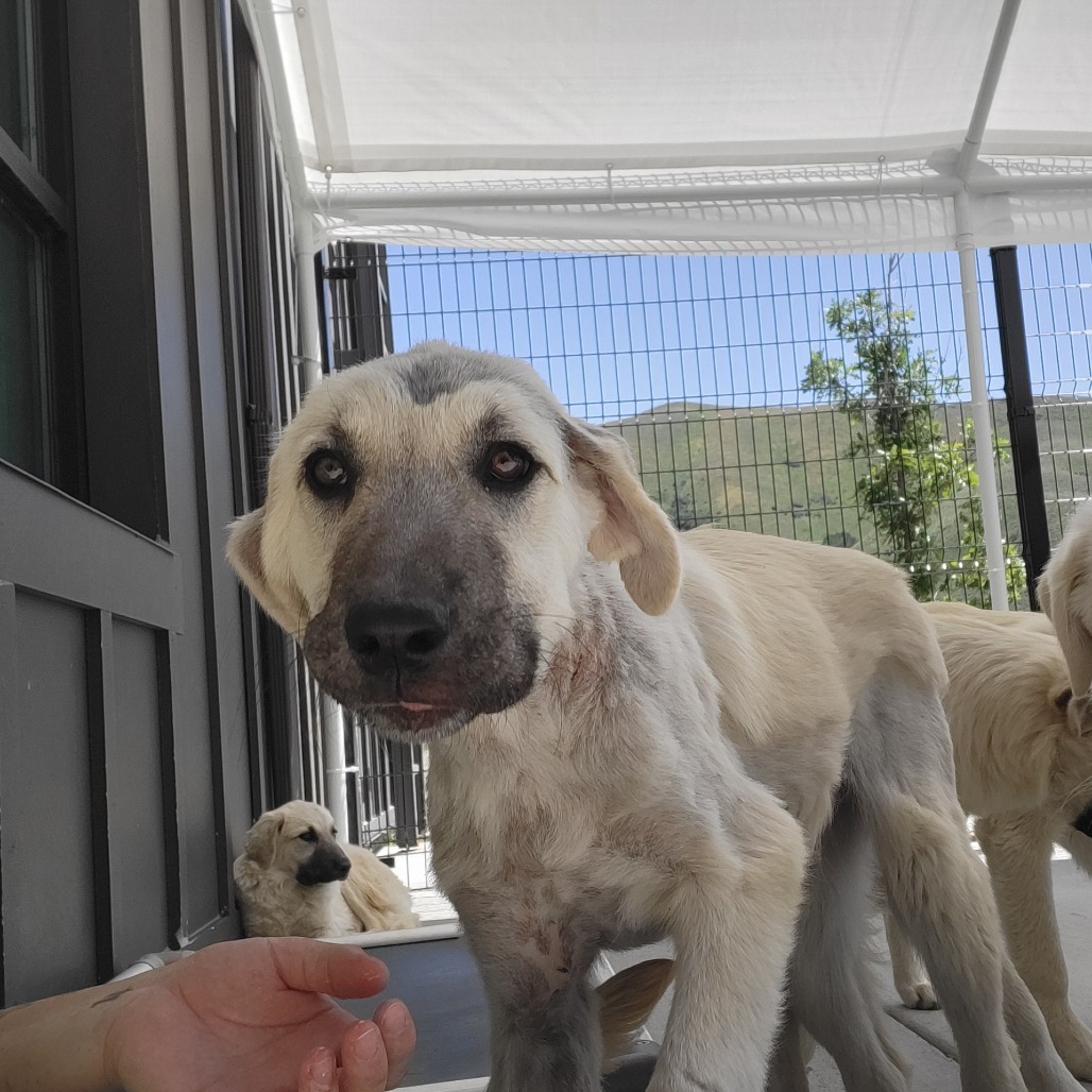 Bambi, an adoptable Mixed Breed in Hailey, ID, 83333 | Photo Image 3