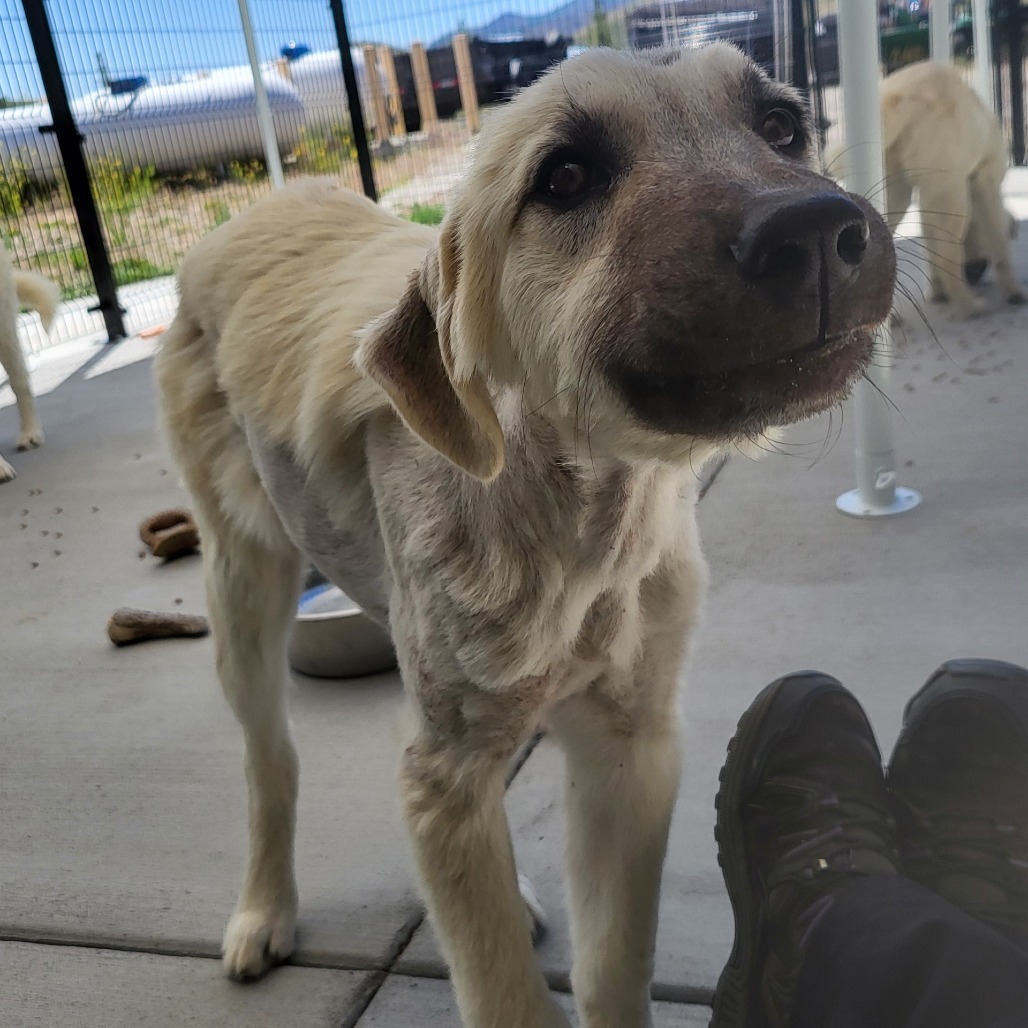 Bambi, an adoptable Mixed Breed in Hailey, ID, 83333 | Photo Image 4