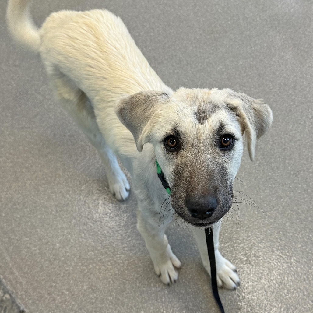 Bambi, an adoptable Mixed Breed in Hailey, ID, 83333 | Photo Image 4
