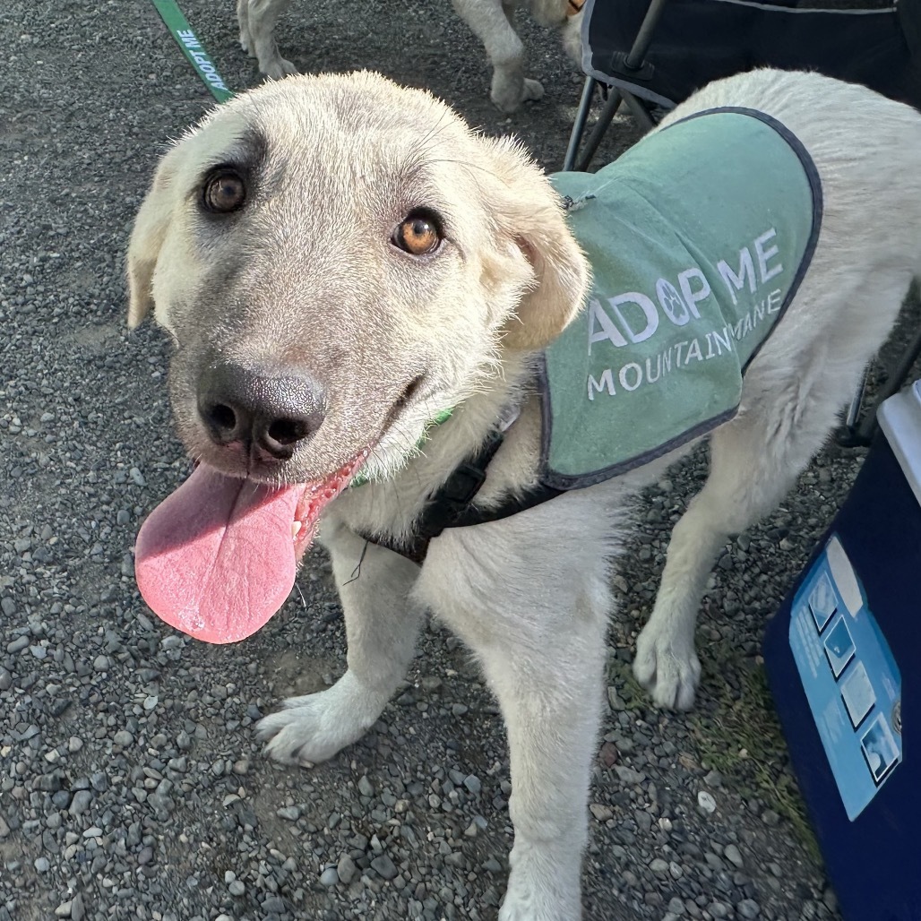 Bambi, an adoptable Mixed Breed in Hailey, ID, 83333 | Photo Image 4