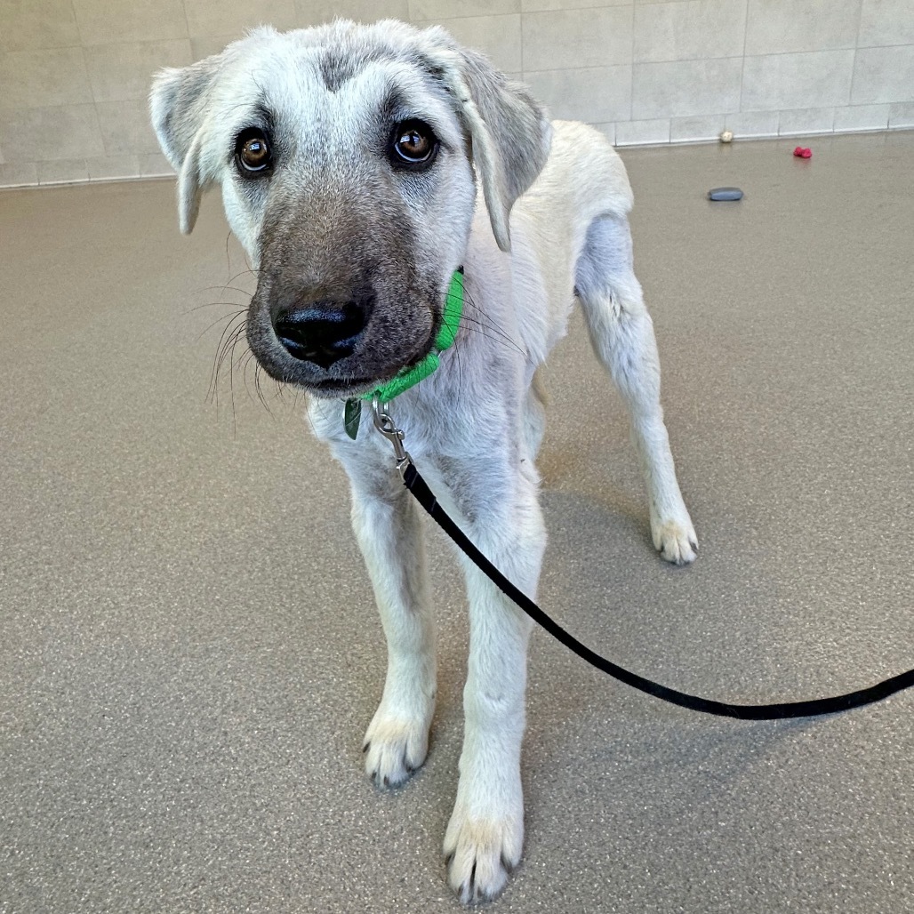 Bambi, an adoptable Mixed Breed in Hailey, ID, 83333 | Photo Image 5