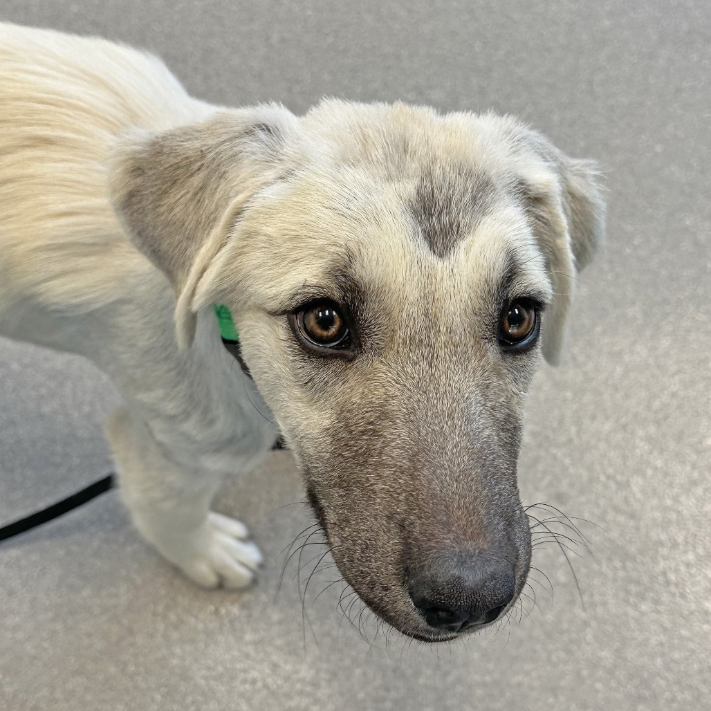 Bambi, an adoptable Mixed Breed in Hailey, ID, 83333 | Photo Image 5